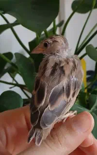 گنجشک گمشده
