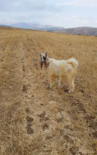بزغاله نرپاکستانی اصیل