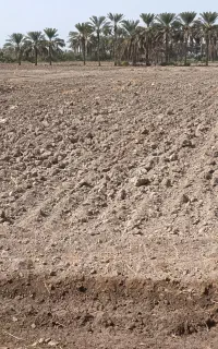 اجاره زمین کشاورزی