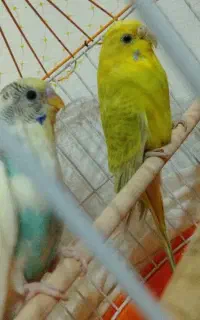 دوتا مرغ عشق نر ماده با قفس نو دوعدد جا آب دونه