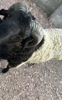 گوسفند چاق