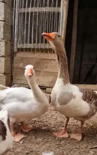 غاز دوساله
