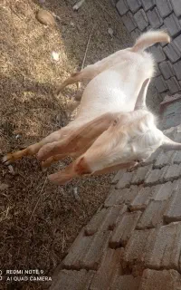 سلام فروش یک کهره نر پاکستانی