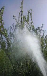 باغبانی درخت کاری گلکاری سمپاشی کود در تمام نقاط