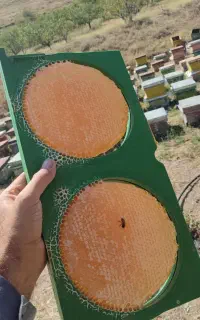عسل دایره شان