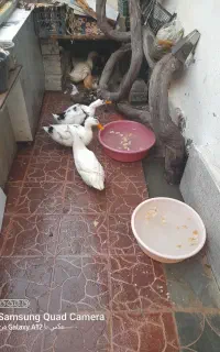 ۸ عدد اردک نر ماده