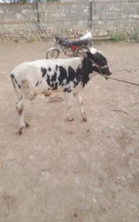 گوساله نر