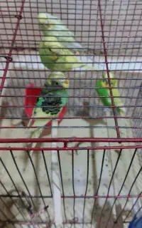 پرندگان زیبا