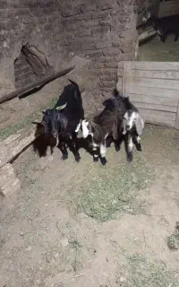بز بابزغاله
