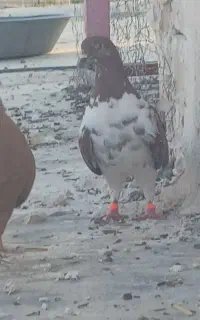 کموتر
