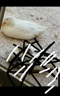 اردک تخم گذار