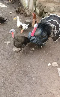 بوقلمون نروماده