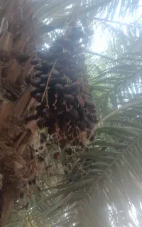 خرما مضافتی