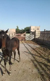 کره اسب نریان