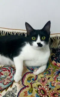 گربه و بچه گربه