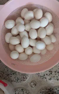 تخم مرغ گلین درجه یک