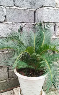 سیکاس