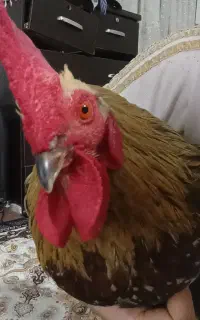 خروس رعنا جوان