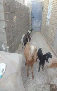 بزوبزغاله نژاد دار و سابرین