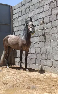 مادیان کره کردان