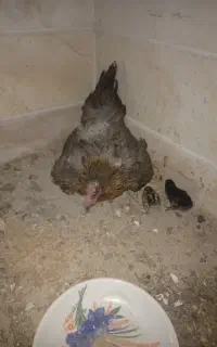 مرغ کت با ۴تا جوجه براکل
