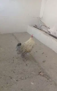 فروش خروس برهما