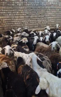 گوسفند میش و بره افشارپلنگی