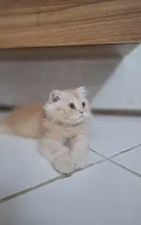 بچه گربه اسکاتیش