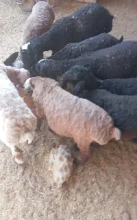 بره ریزه چاق