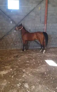 اسب مادیان درهشور