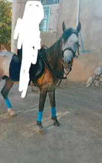 اسب نریان عرب ایرانی