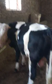 گوساله نر جنس عالی سپنتال