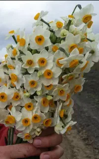 پیاز گل نرگس شهلا