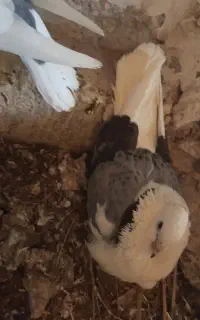 دوکت سبز جفت