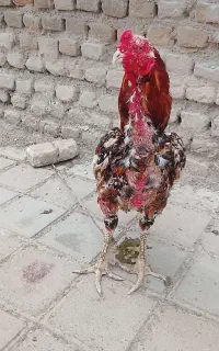 باسلام خروس لاری