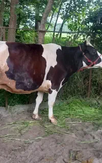 گاو هلشتاین با گوساله نر جرسی