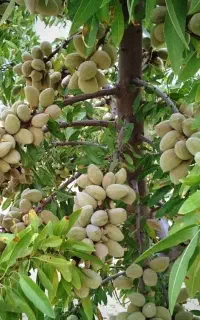 تولید نهال  بادام آذر نیمه کاغذی