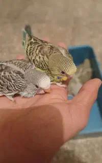 جوجه مرغ عشق