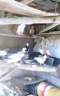 فروش کفتر طوقی سینه و سیاه دم سفید