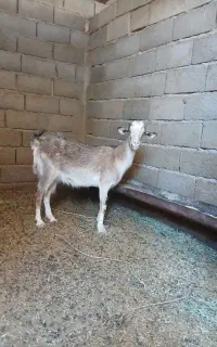 فروش یک راس بز