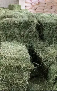 یونجه پر گل رطوبت صفر