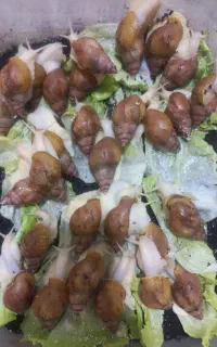 حلزون آلبینو آچاتینا