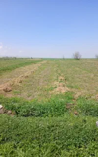جمع کردن یونجه و علف
