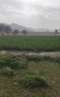 بدر یونجه نیکشهر درجه یک از سرباغ