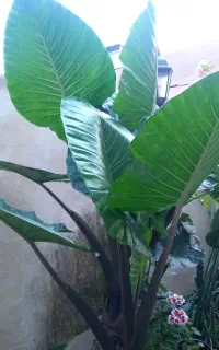 گل کده پرنده بهشتی