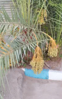 کاه