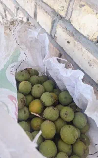 گردو کاغذی