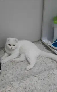 گربه اسکاتیش اصیل