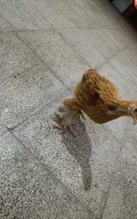 جوجه برهما اصل اصل