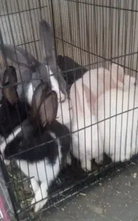 خرگوش